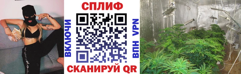 Бошки марихуана сатива Арск